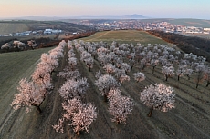 Hustopeče