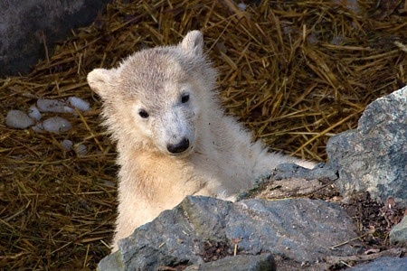 ZOO Brno