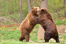 ZOO Brno