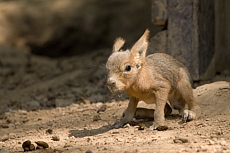 ZOO BRNO