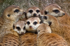 ZOO Lešná