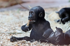 ZOO Praha